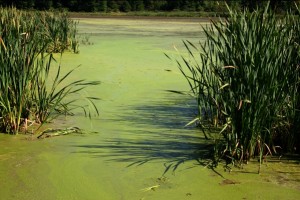 Why is the lake green?